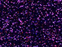 N ° 1 ROLL 30x100 of GLITTER G0015 PURPLE. Thermo transferable roll in SISER vinyl